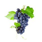 Black grapes