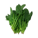 Green cabbage