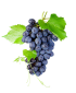 Seedless black grapes