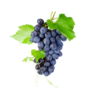 Seedless black grapes