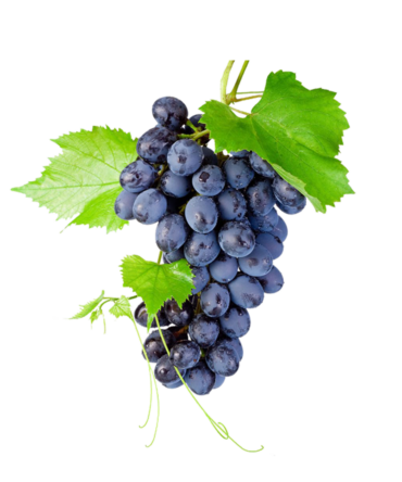 Seedless black grapes