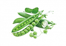 Pea