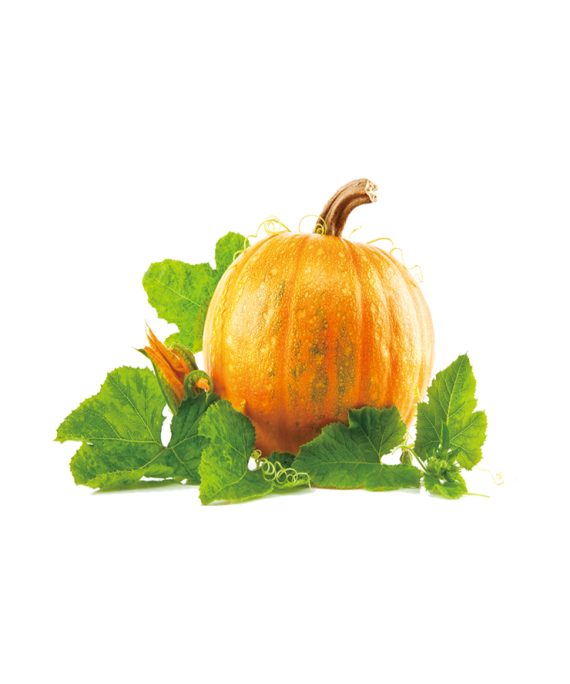 Pumpkin